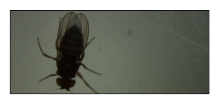 Cruzamento Drosophila White com Wrinkled