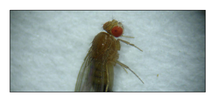 Uma drosophila adulta