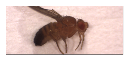 Mosca Wild type