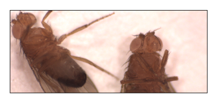 Mosca white