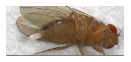 Mosca a por um ovo