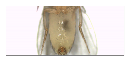 Drosophila Virgem