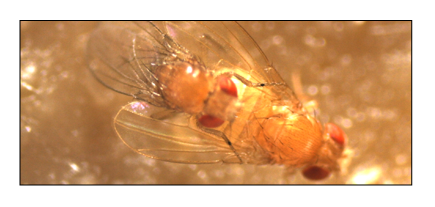 Acasalamento drosophilas