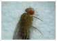 Uma drosophila adulta