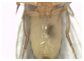 Drosophila virgem