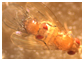 Acasalamento drosophilas