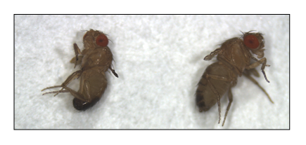 Duas drosophilas vestigiais