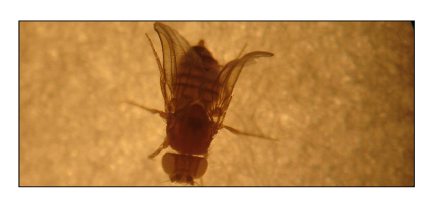 Imagem de uma drosofila